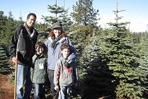 Christmas trees at Apple Hill