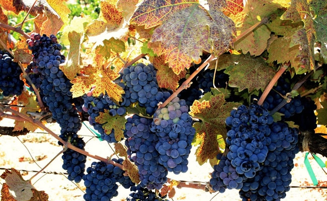 Grape harvest time at vineyards near the American River.