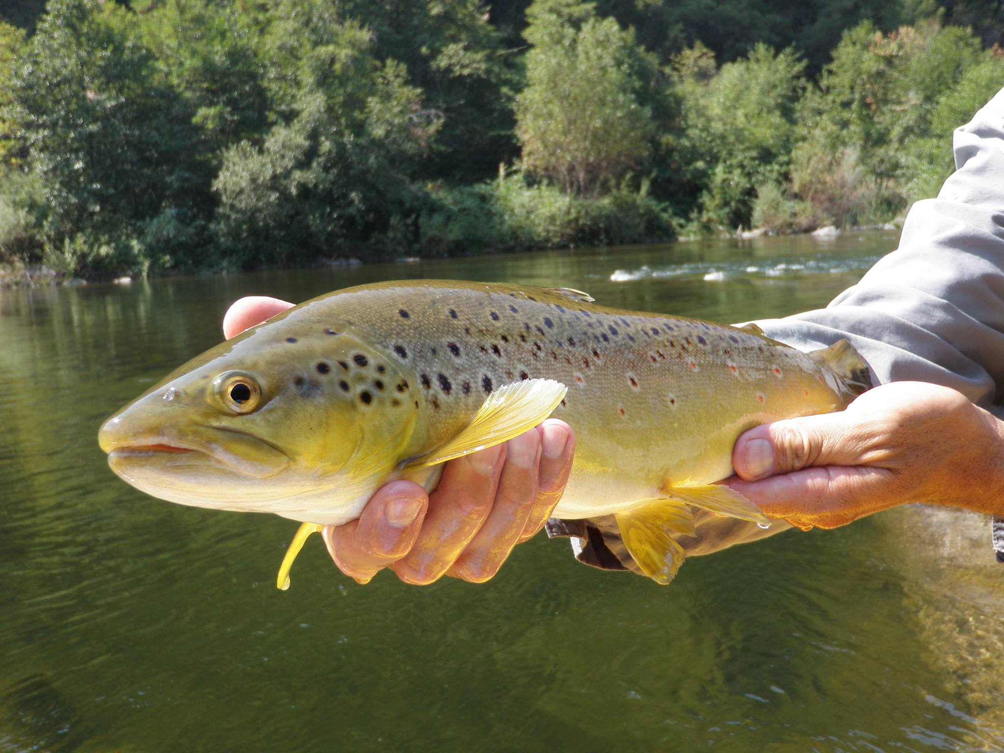 Fishing - American River Resort